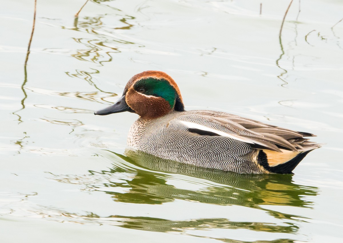 Green-winged Teal (Eurasian) - Phil Hyde