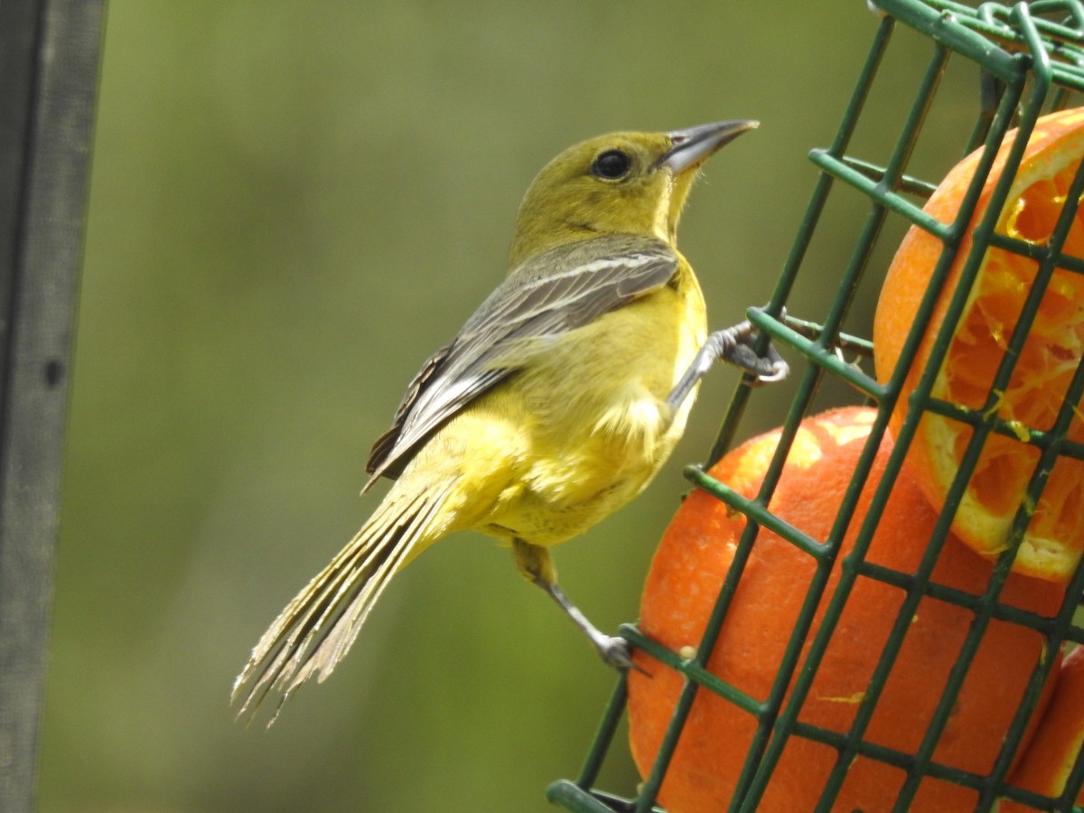 Orchard Oriole - ML160391911