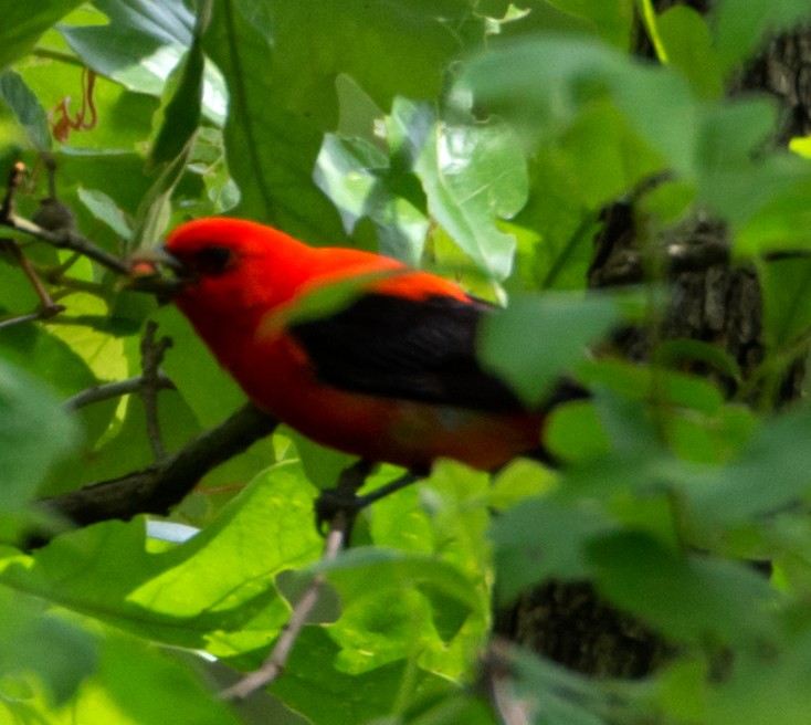 Scarlet Tanager - ML160391921