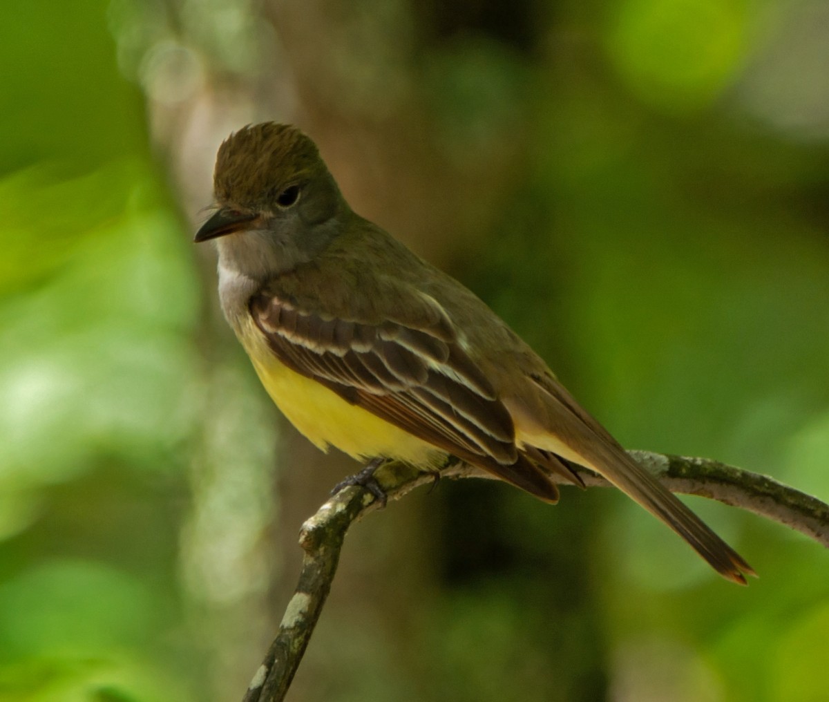 Great Crested Flycatcher - ML160392131