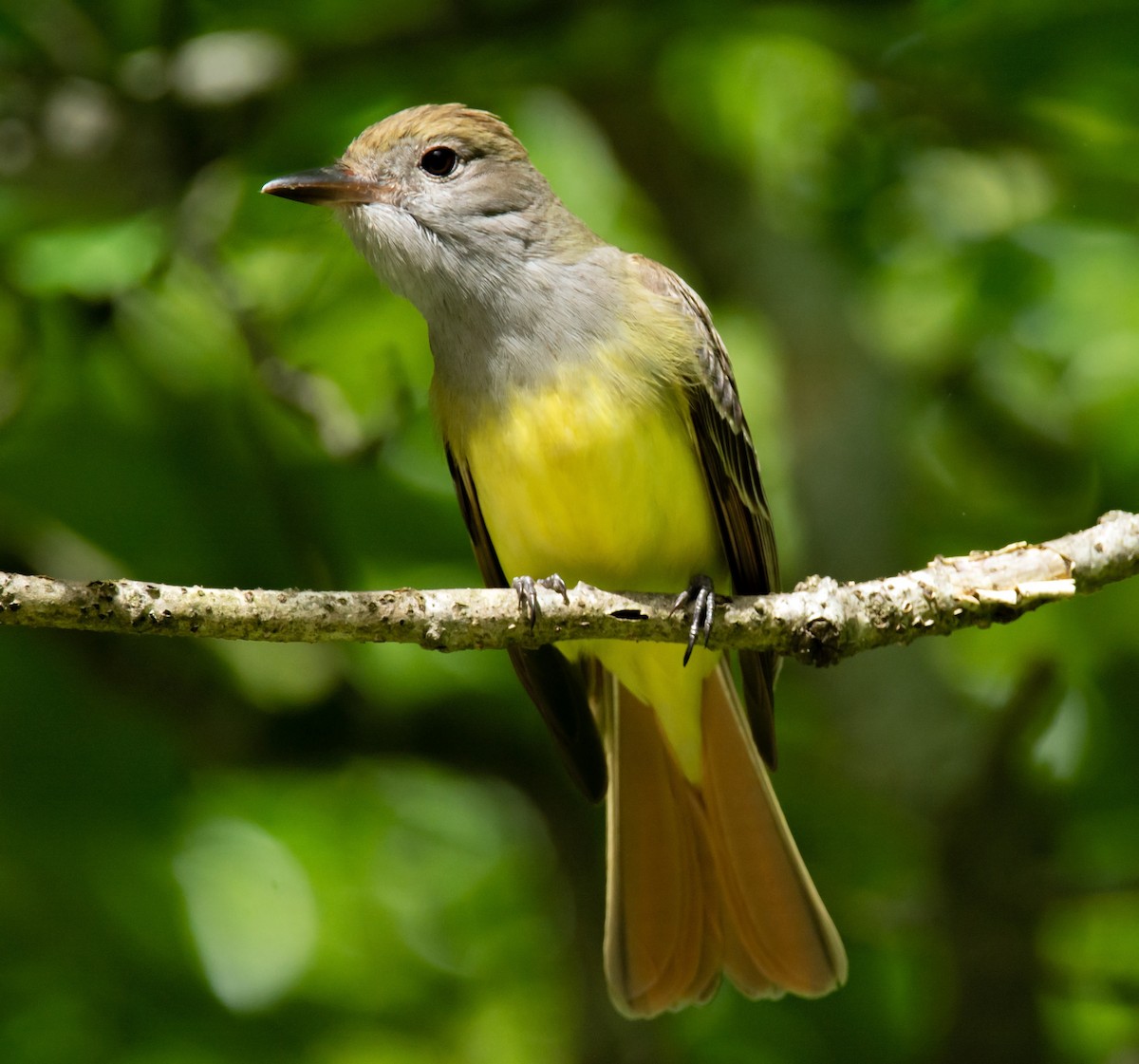 Great Crested Flycatcher - Jack and Shirley Foreman