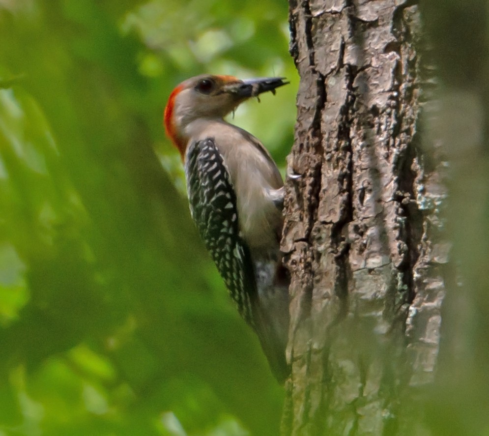 Red-bellied Woodpecker - ML160392471