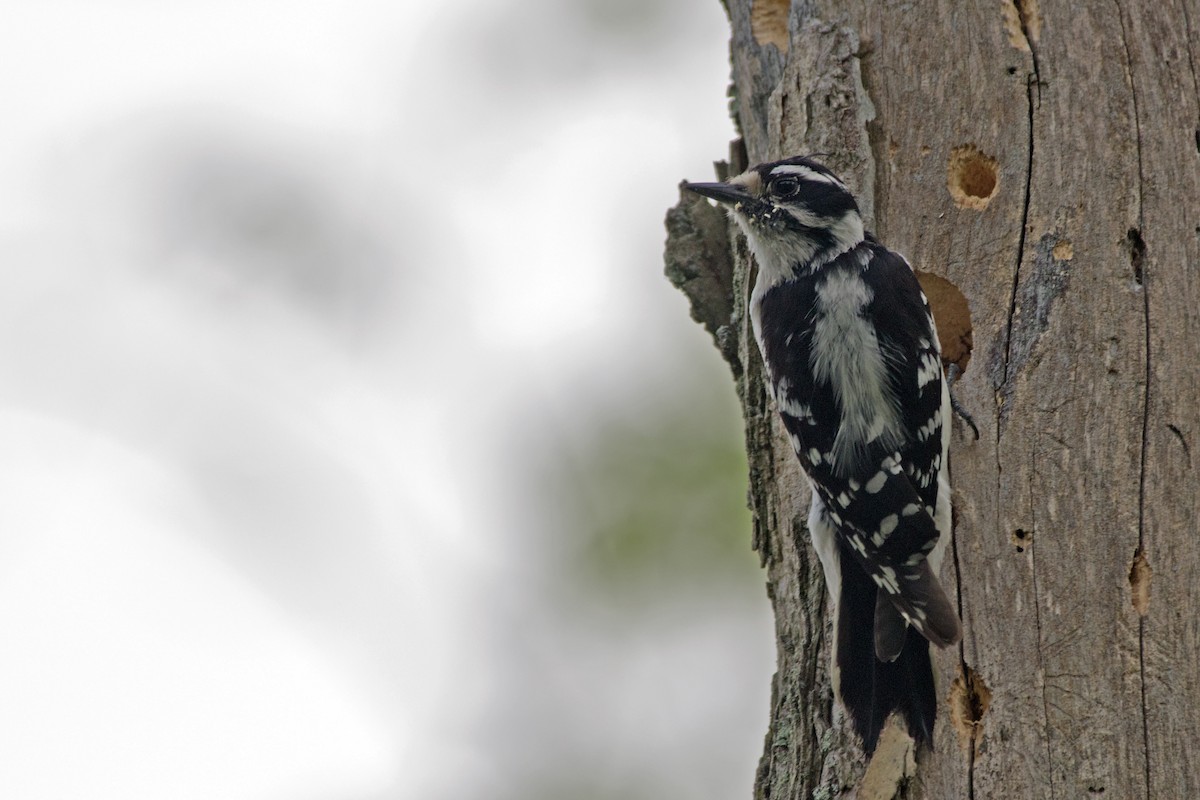 Downy Woodpecker - ML160393611