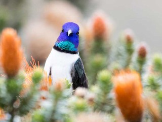 エクアドルヤマハチドリ - eBird