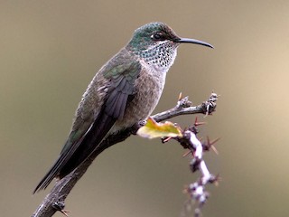エクアドルヤマハチドリ - eBird
