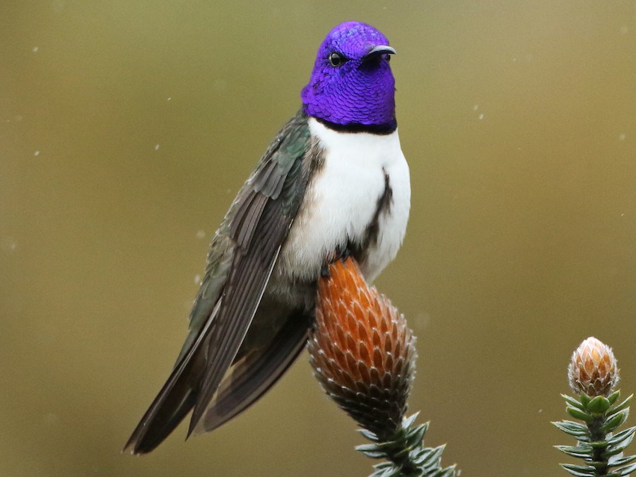 Ecuadorian Hillstar - eBird