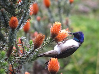 エクアドルヤマハチドリ - eBird