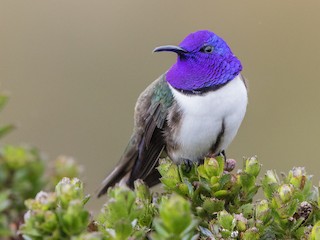エクアドルヤマハチドリ - eBird