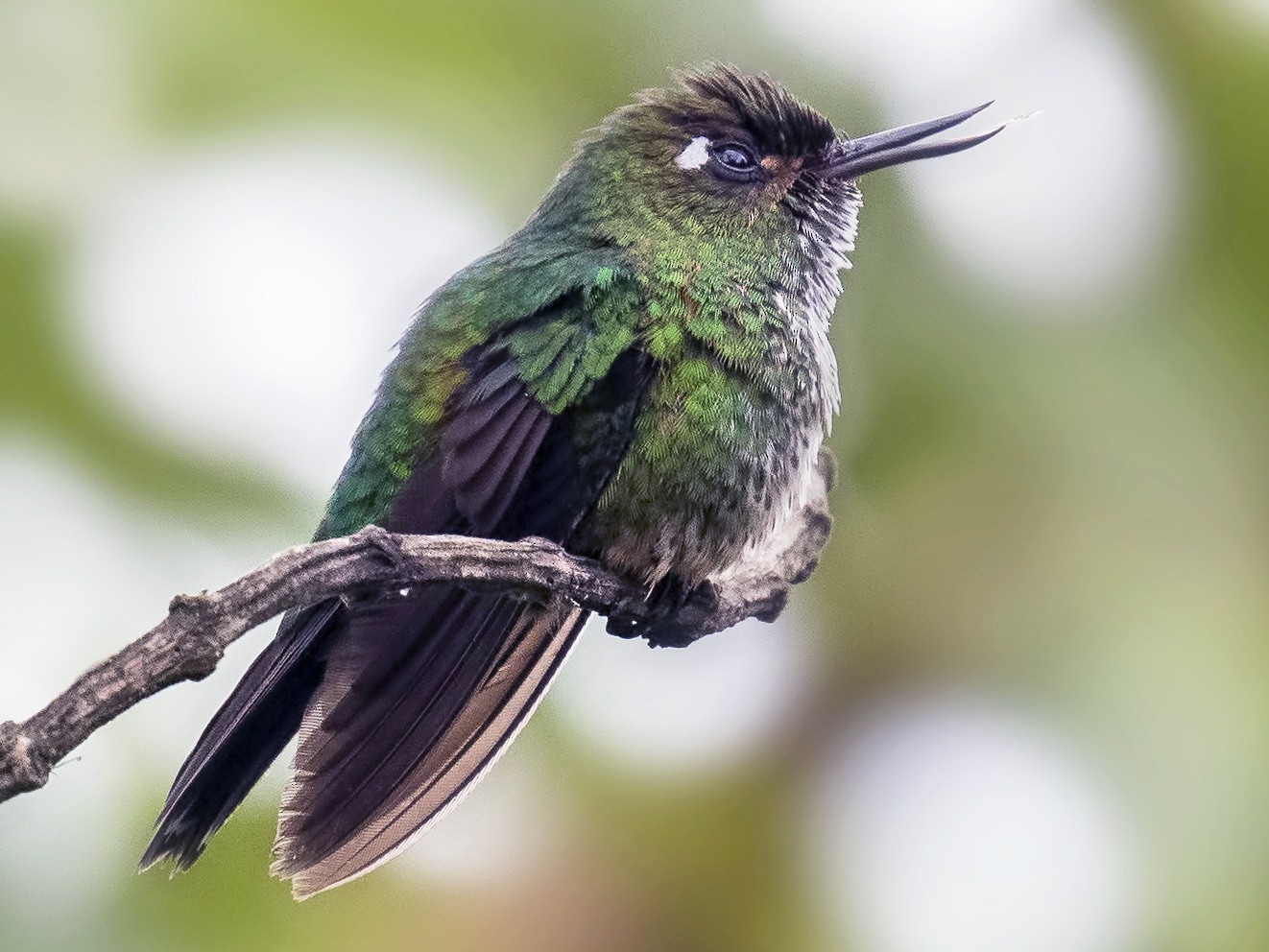 Fleckenbauchkolibri - Peter Hawrylyshyn