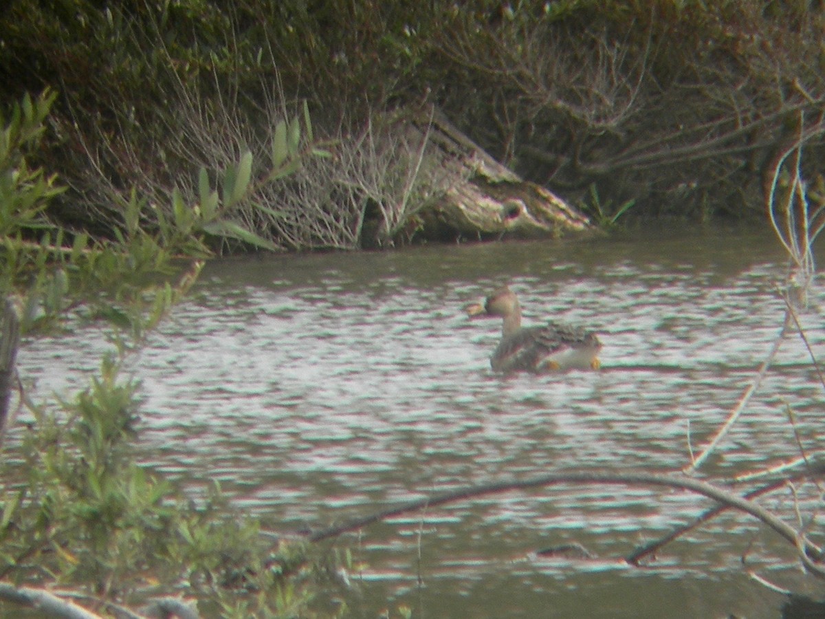 Greater White-fronted Goose - ML160396901