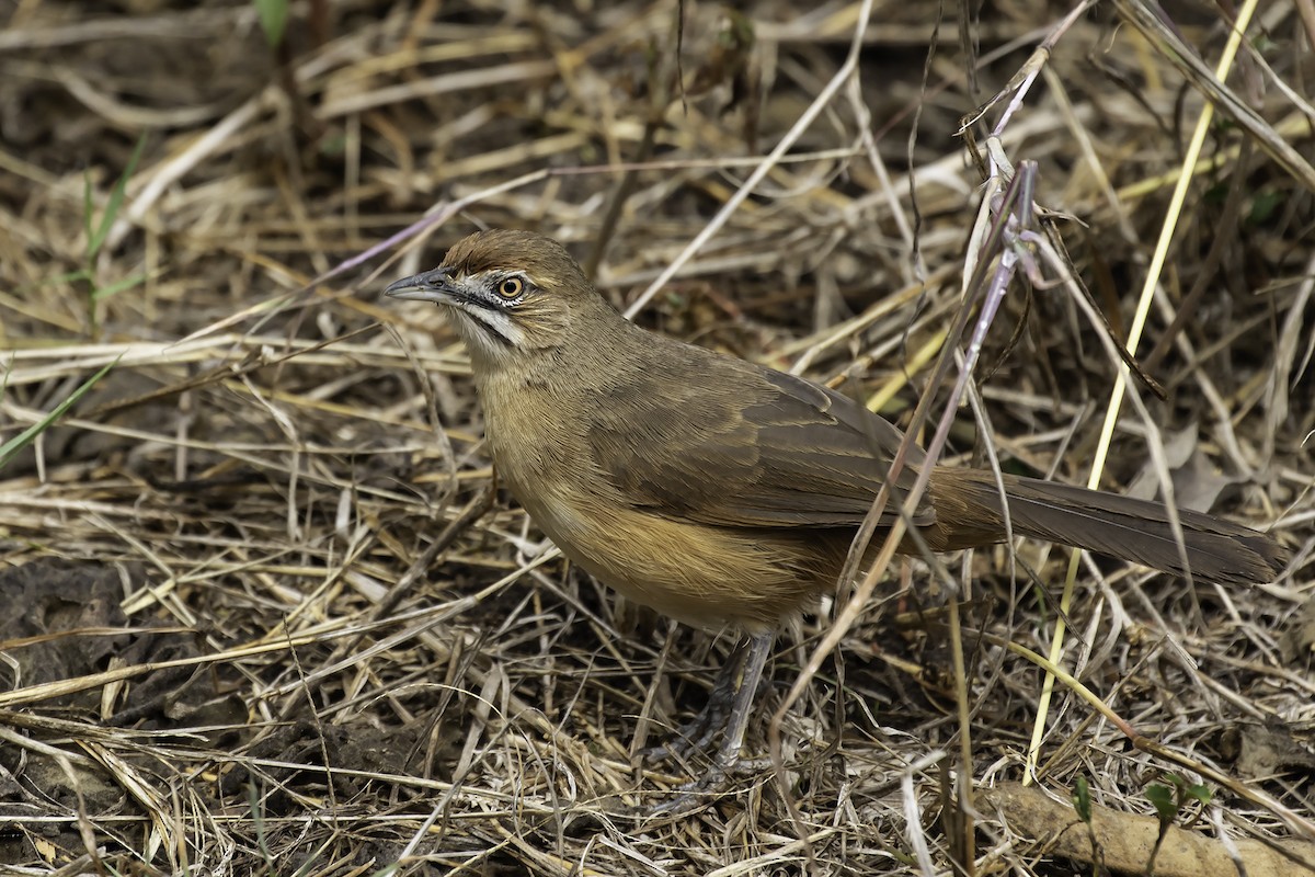 Moustached Grass-Warbler - ML160398821