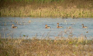 Fulvous Whistling-Duck, ML160400621