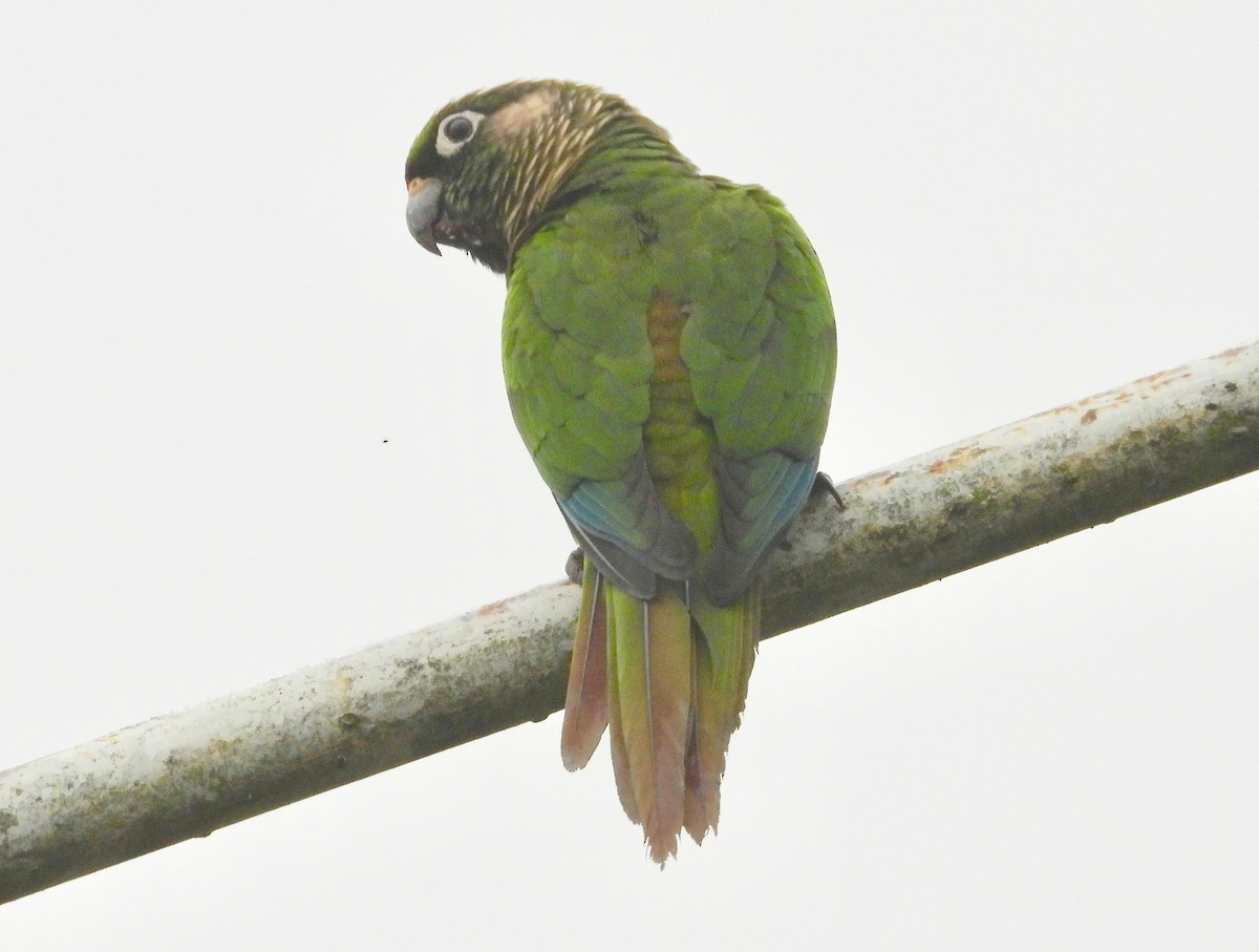Maroon-bellied Parakeet - ML160401141