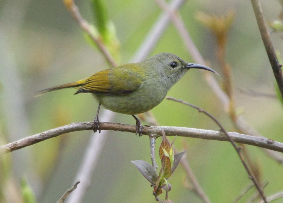 Green-tailed Sunbird - ML160402351