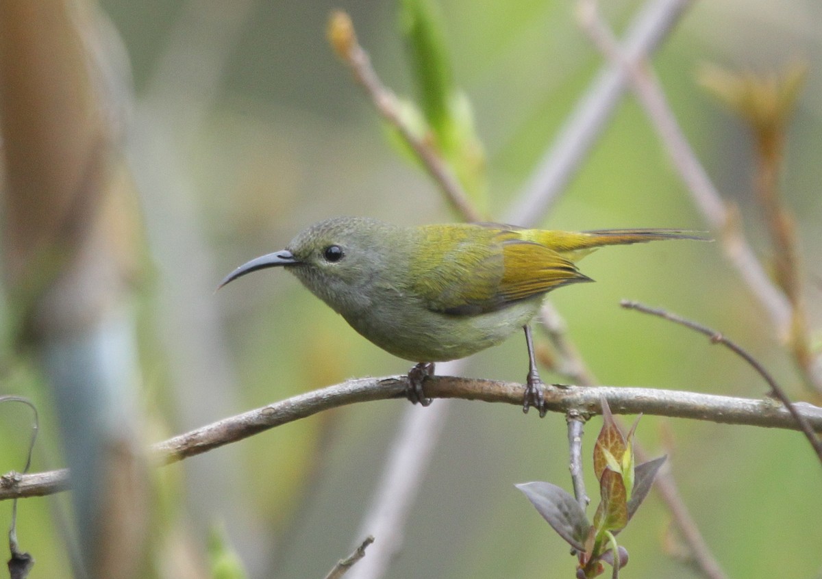Green-tailed Sunbird - ML160402461