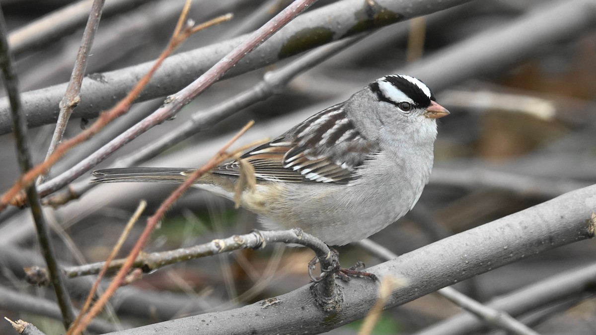 White-crowned Sparrow - Barry Day