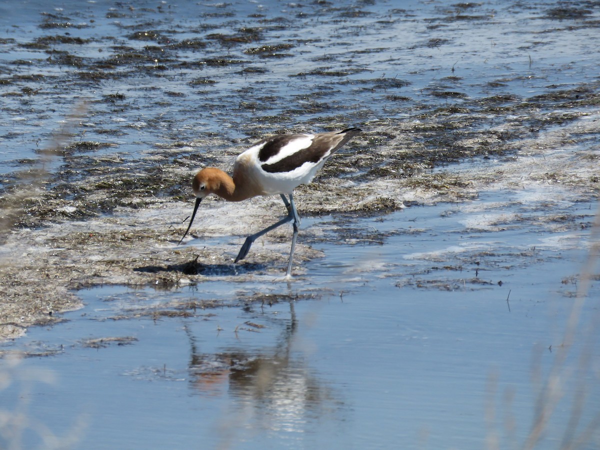 eBird Checklist 22 May 2019 Reed Lakelake road 23 species (+1