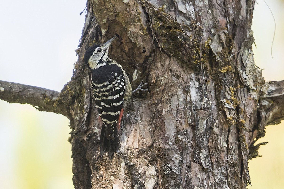 Stripe-breasted Woodpecker - ML160403681