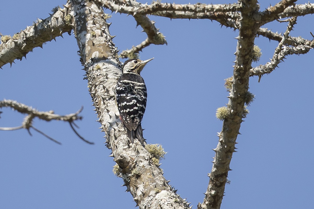 Stripe-breasted Woodpecker - Matthew Kwan