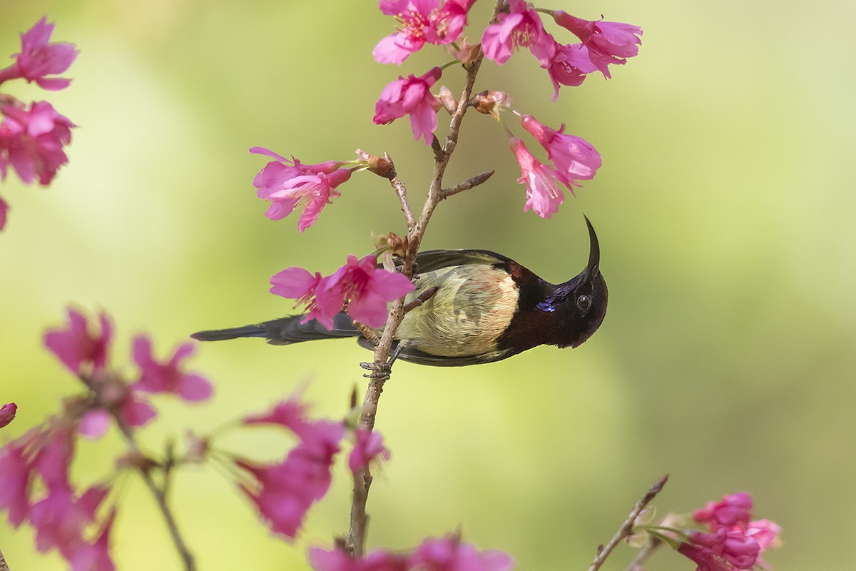 Black-throated Sunbird - Matthew Kwan