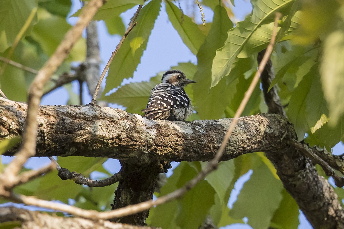 Gray-capped Pygmy Woodpecker - ML160407521