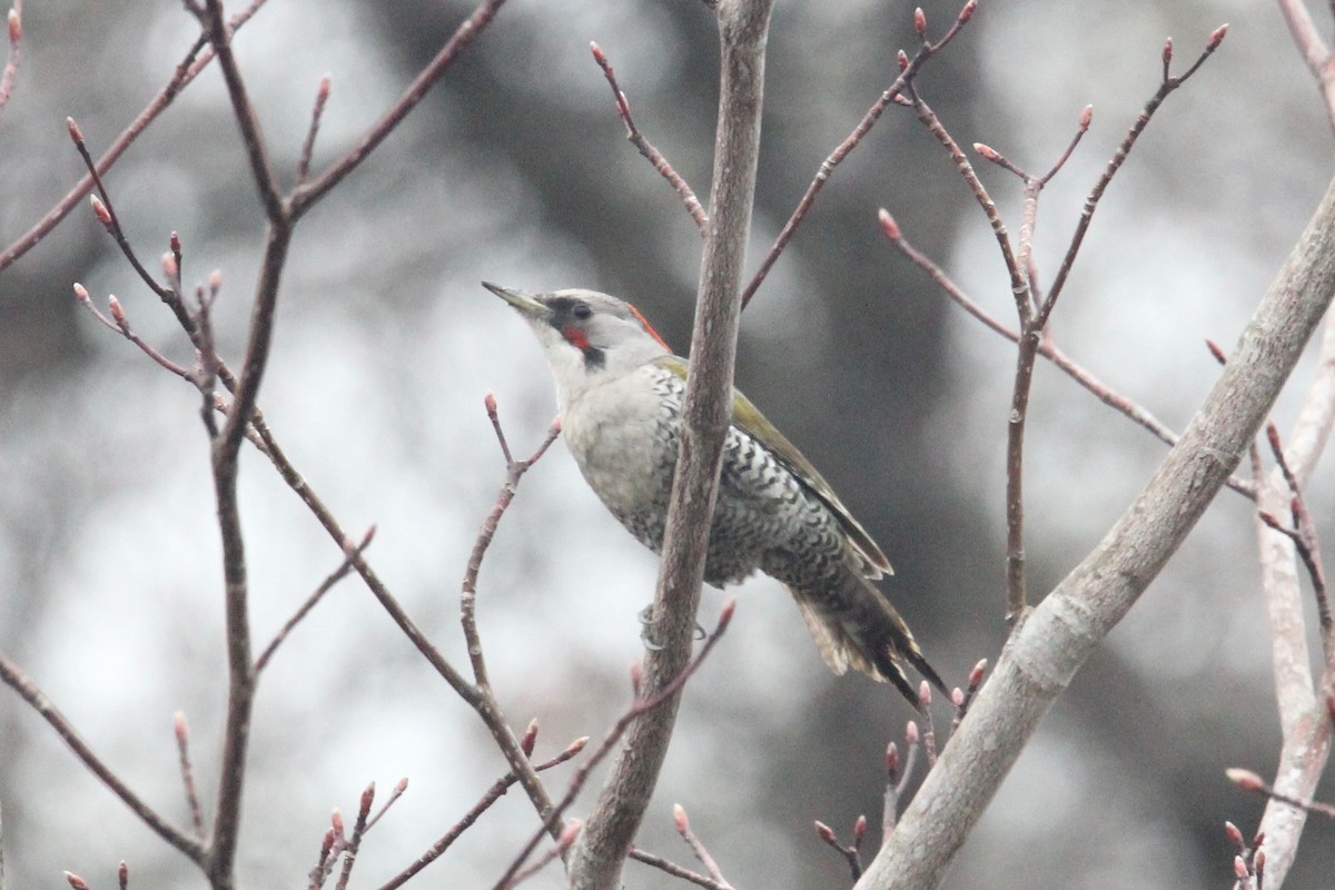 Japanese Woodpecker - ML160411931