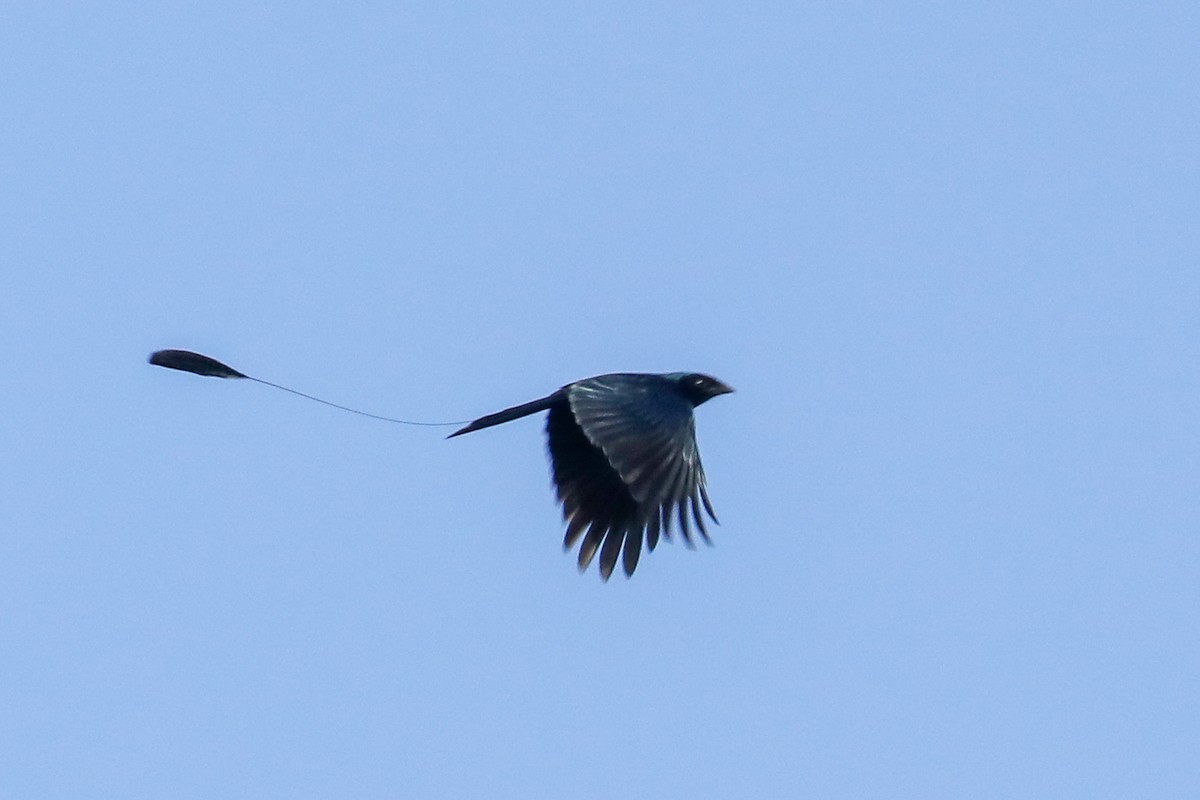 Lesser Racket-tailed Drongo - ML160412831