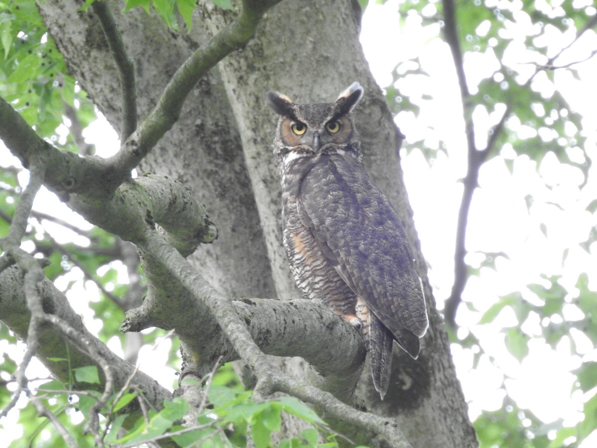 Great Horned Owl - ML160412961