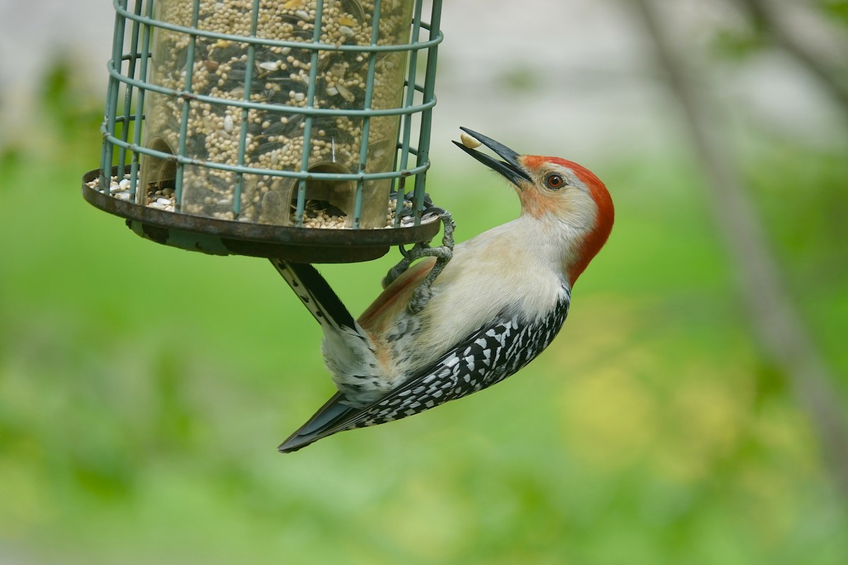 Red-bellied Woodpecker - Jenn Megyesi