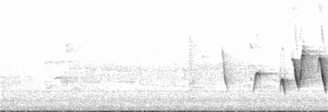 Очковая хвойница - ML160415471