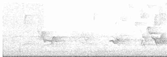Tennessee Warbler - ML160419201