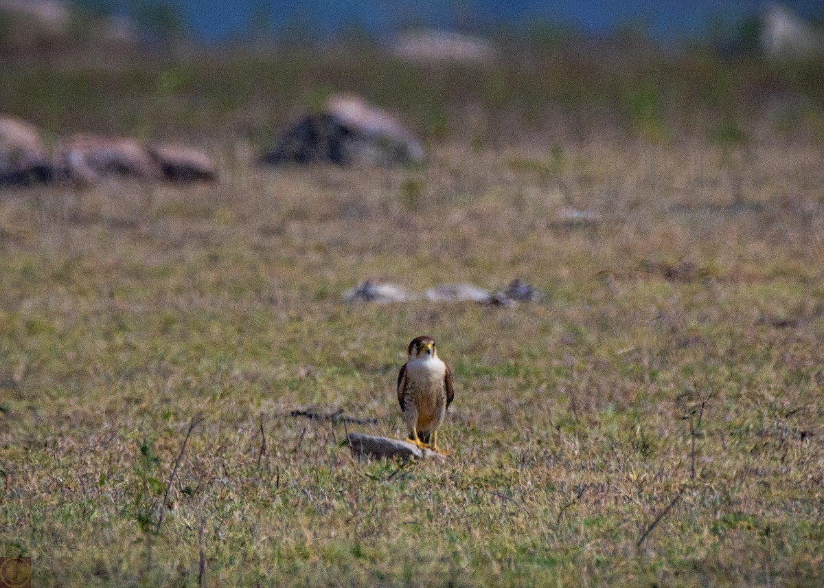 Red-necked Falcon - Manjula Desai
