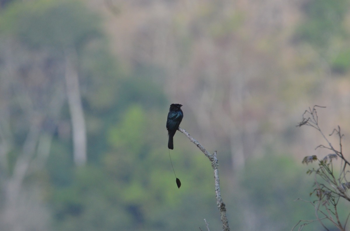 Lesser Racket-tailed Drongo - Brian Johnson