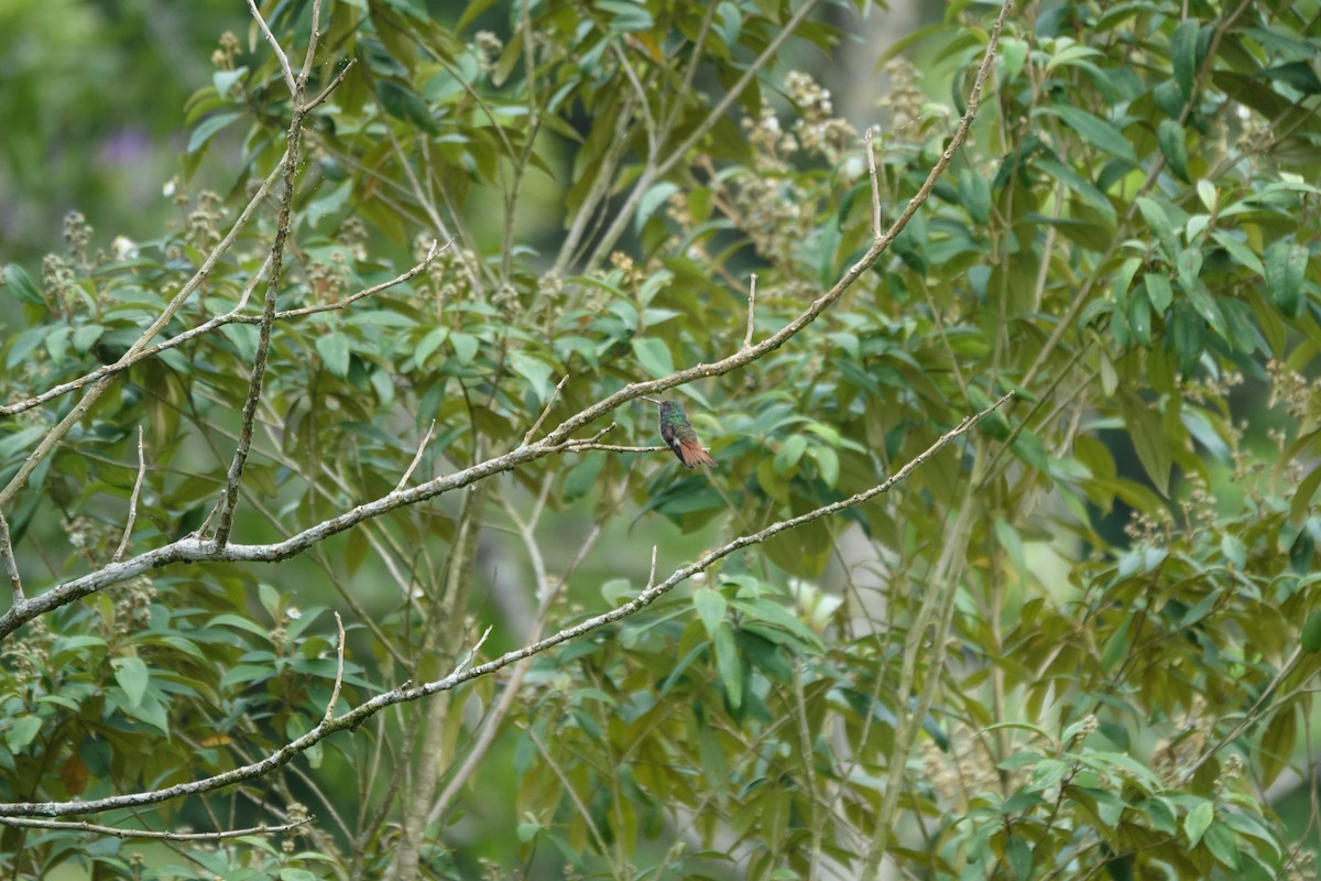 Rufous-tailed Hummingbird - Steven Nelson
