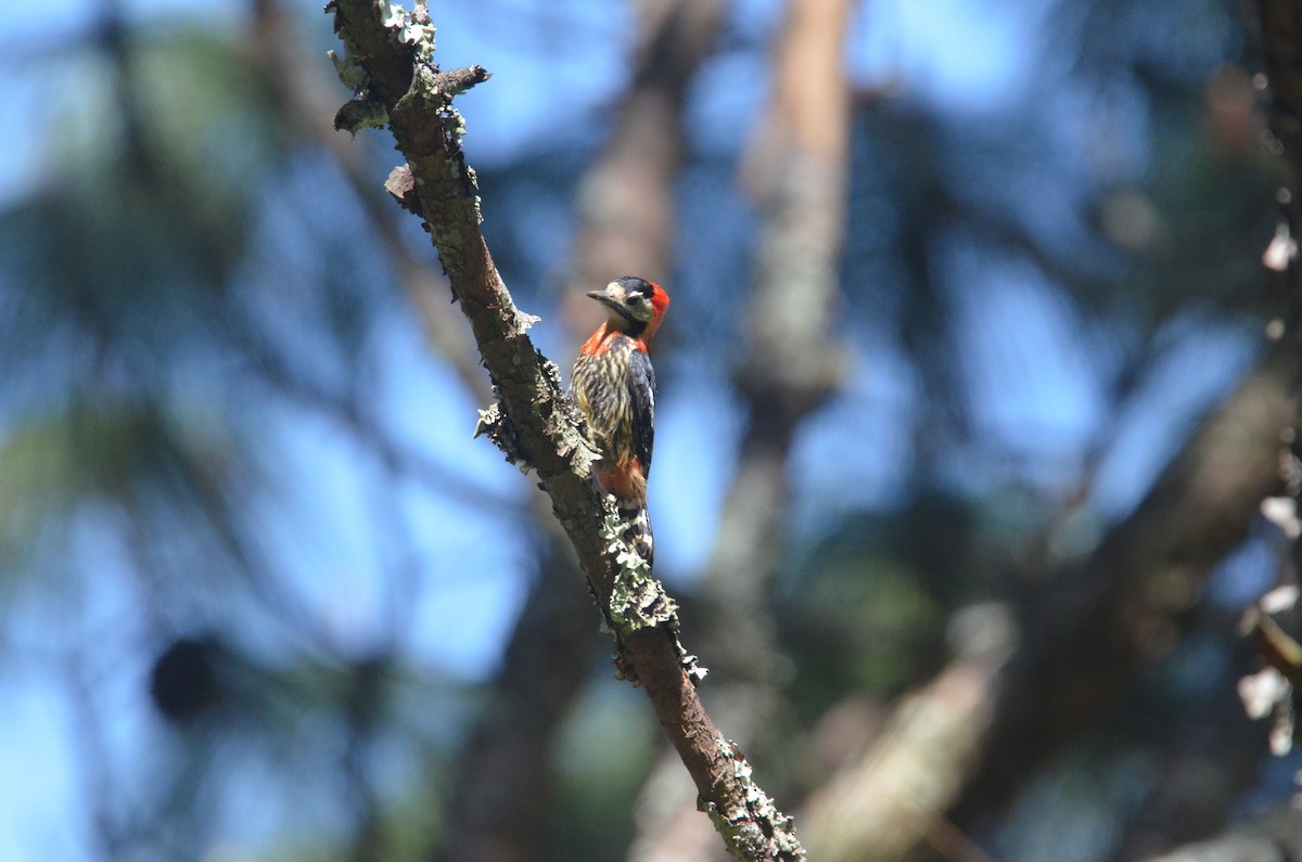 Crimson-naped Woodpecker - Brian Johnson