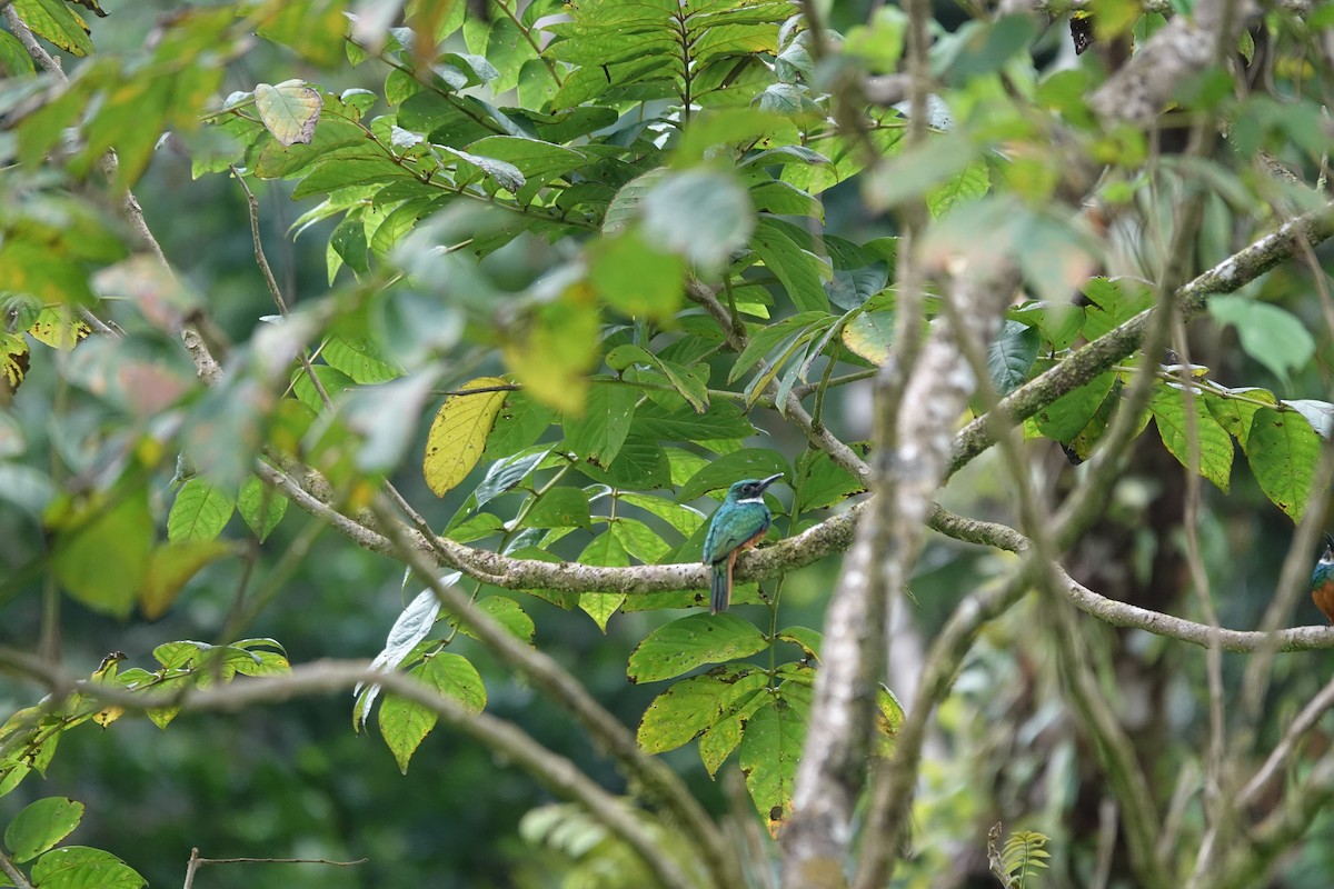 Rufous-tailed Jacamar - Steven Nelson
