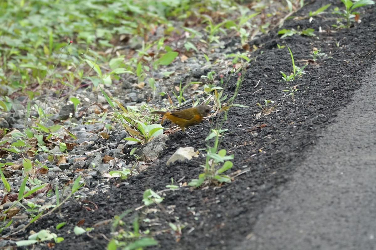 Scarlet-rumped Tanager - ML160424191