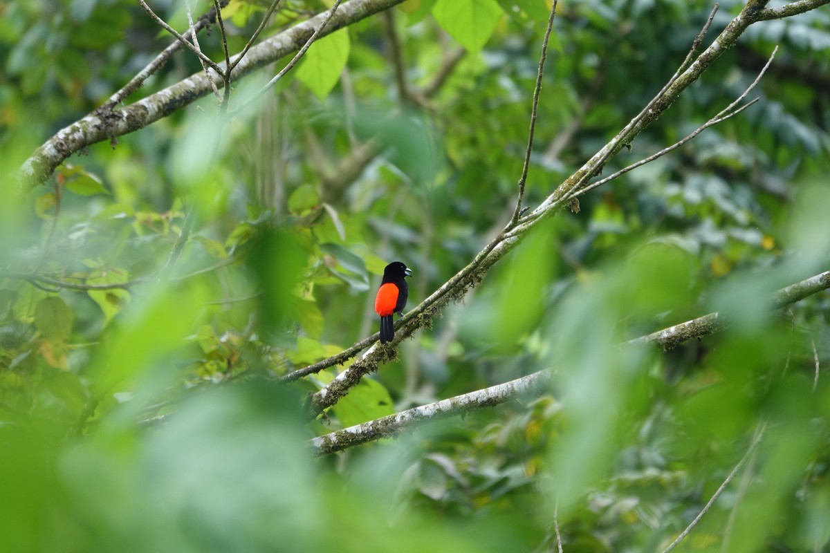 Scarlet-rumped Tanager - ML160424311
