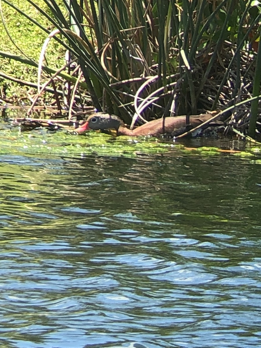 Black-bellied Whistling-Duck - Lori Mathis