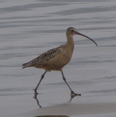 Long-billed Curlew - ML160434981