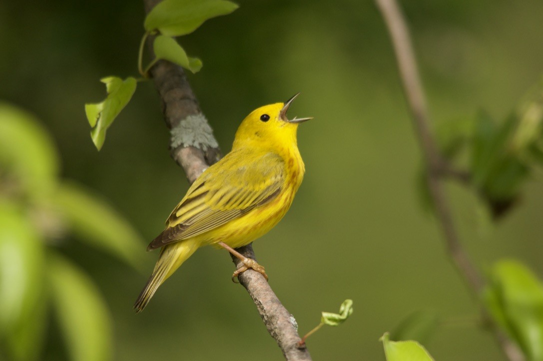 Yellow Warbler - Anthony Coughlin