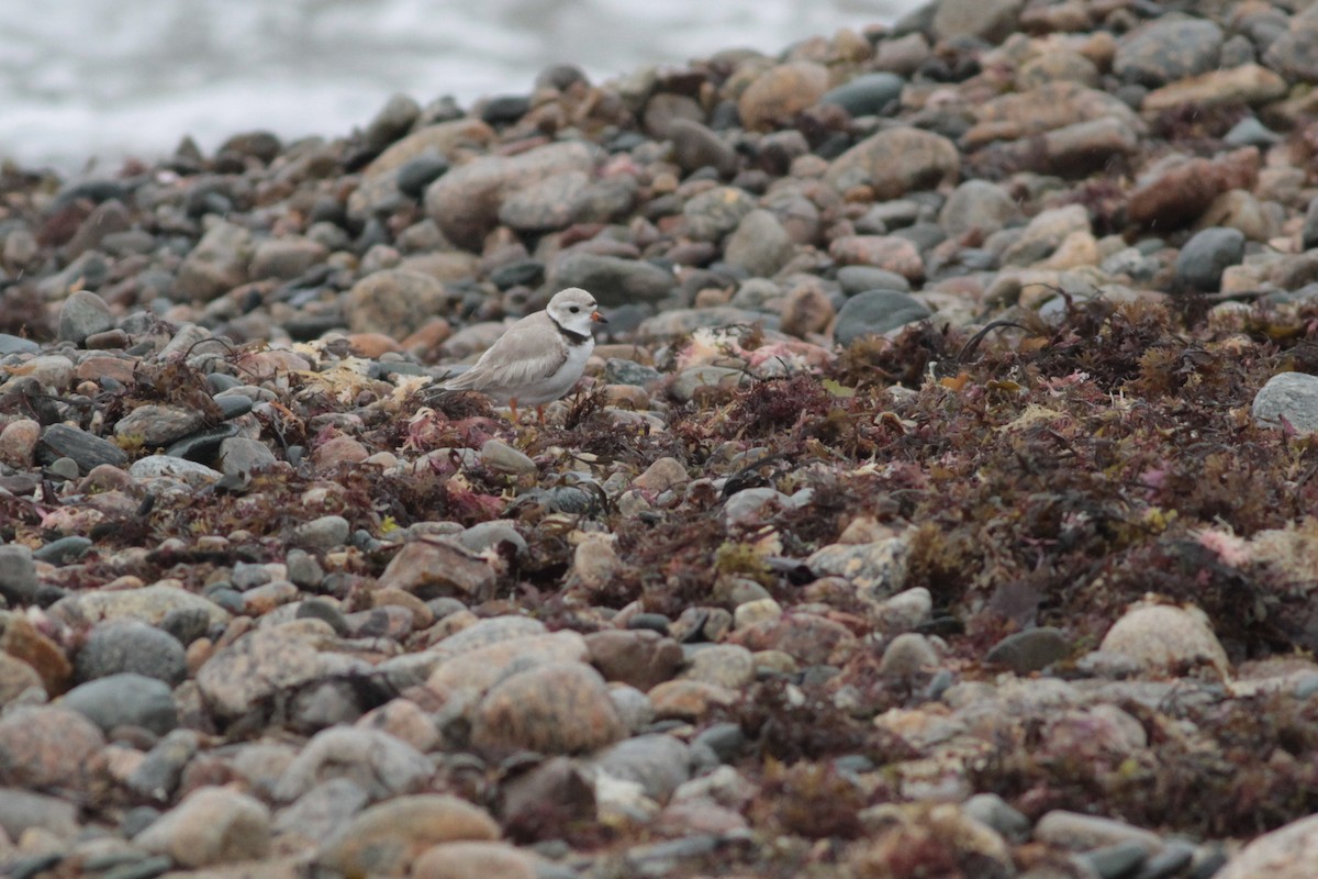 Piping Plover - ML160435891