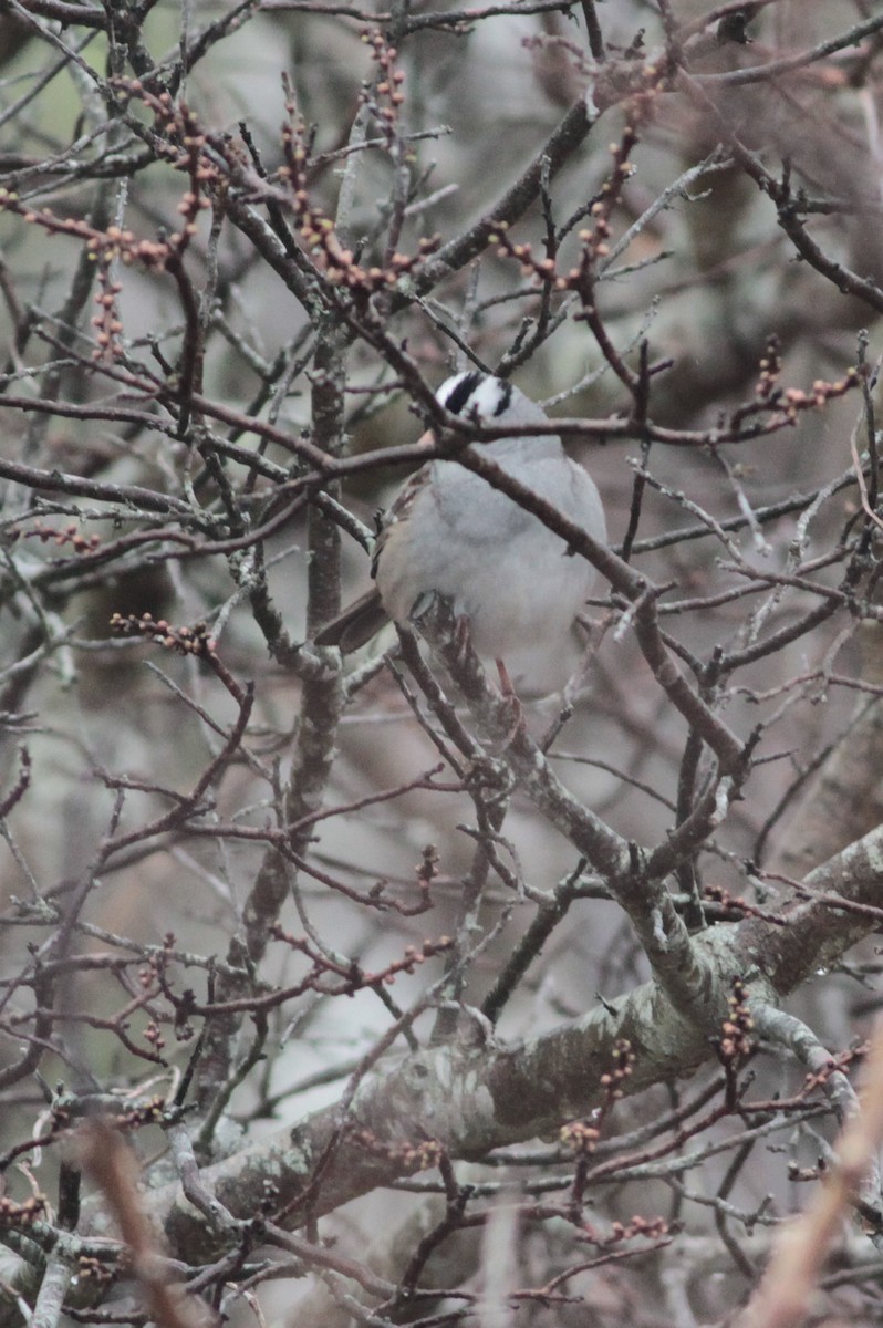 White-crowned Sparrow (Dark-lored) - ML160436131
