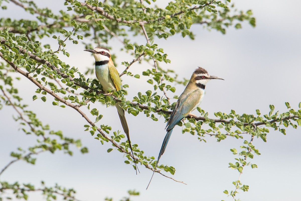 White-throated Bee-eater - Peter  Steward