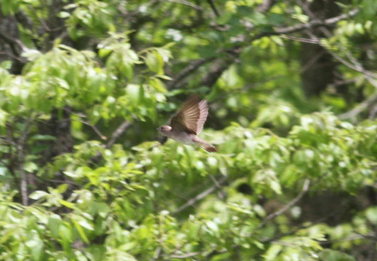 Northern Rough-winged Swallow - Jay Huila Balvin