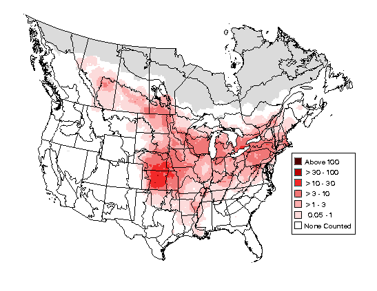 In 50 years, the Baltimore oriole population fell by a third; will we risk  losing more?