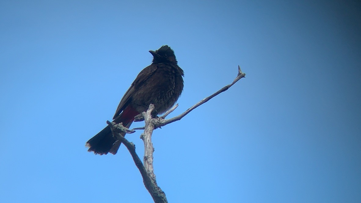 Red-vented Bulbul - ML160450411