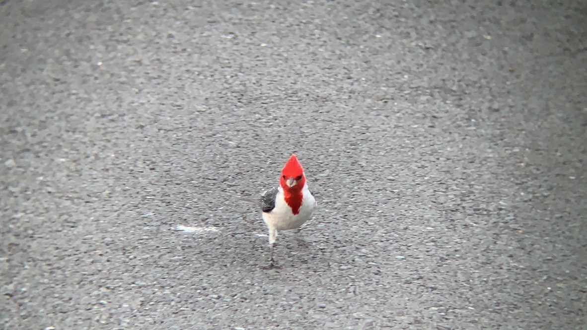 Red-crested Cardinal - ML160450481