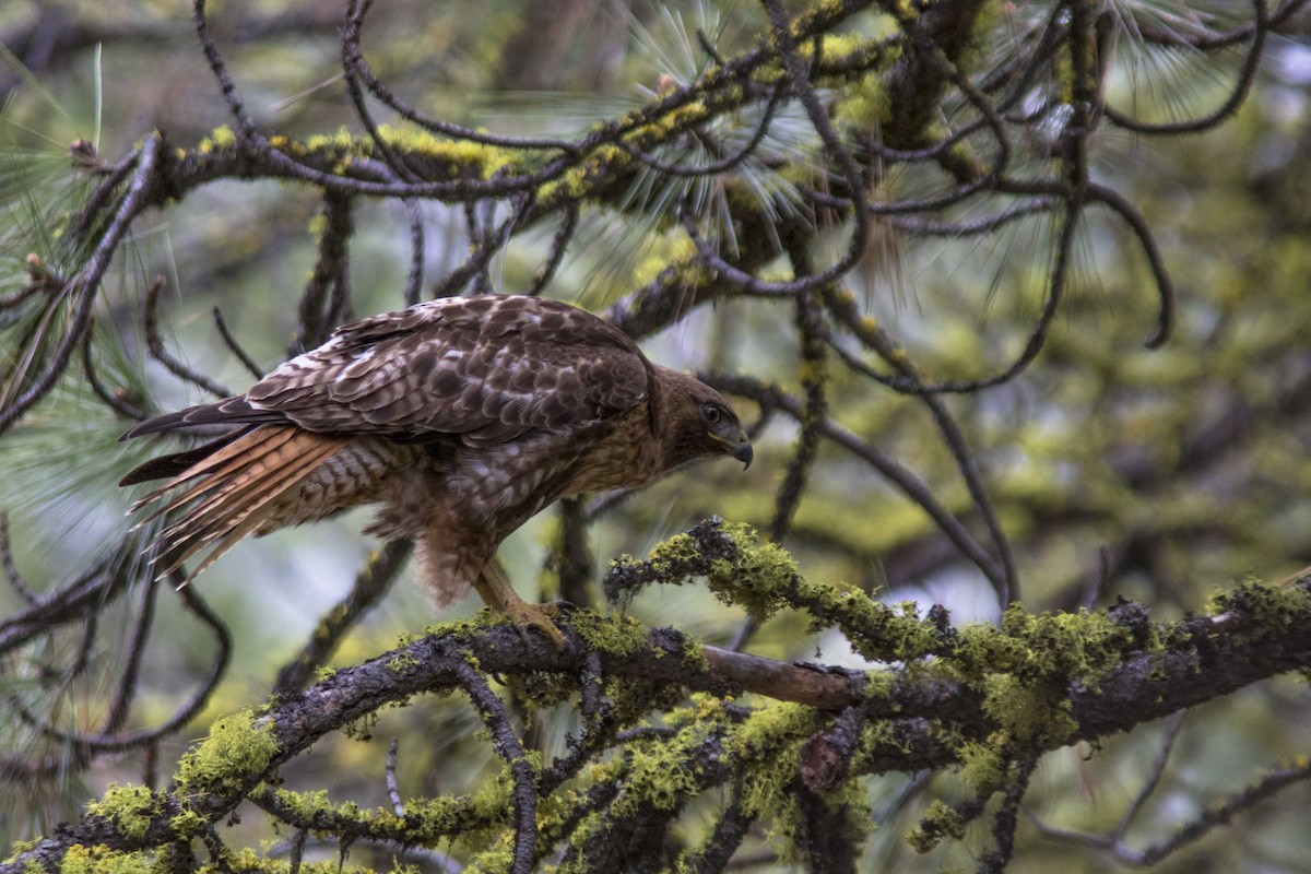 Red-tailed Hawk - ML160452731