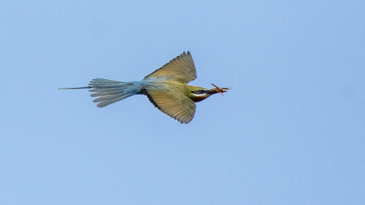 Blue-tailed Bee-eater - Parmil Kumar